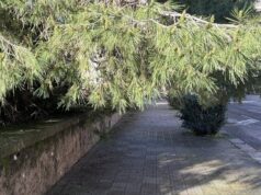 Cagliari, abbattuti due pini pericolanti in via Milano