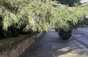 Cagliari, abbattuti due pini pericolanti in via Milano