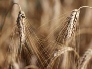 Maltempo e piogge continue in Sardegna, a rischio le semine invernali