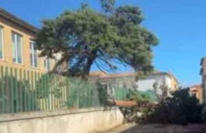 Sant’Antonio di Gallura, crolla albero dentro una scuola a causa del forte vento