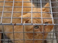 Sassari, gatti rinchiusi in piccolissime gabbie: scatta la denuncia