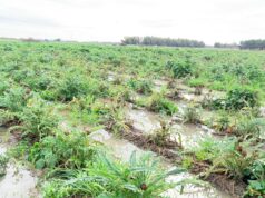 Maltempo e campi allagati, agricoltori sardi: “A rischio fondi Ue”