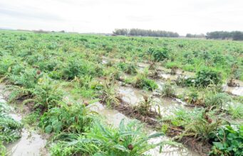 Maltempo e campi allagati, agricoltori sardi: “A rischio fondi Ue”