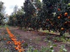 Maltempo nel Sud Sardegna, campi devastati: “Raccolti a rischio”