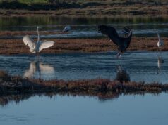 Olbia, sorpresa nel Padrongianus: avvistata una rara cicogna nera