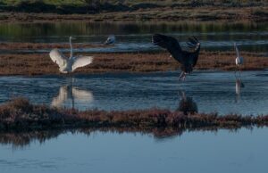 Olbia, sorpresa nel Padrongianus: avvistata una rara cicogna nera