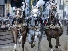 Sartiglia, dramma al corteo dei cavalieri: cavallo muore d’infarto