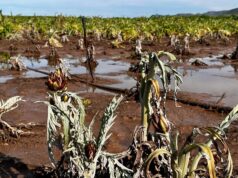 Maltempo Sardegna, gennaio da record: è stato il più piovoso degli ultimi 61 anni