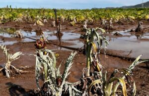 Maltempo Sardegna, gennaio da record: è stato il più piovoso degli ultimi 61 anni