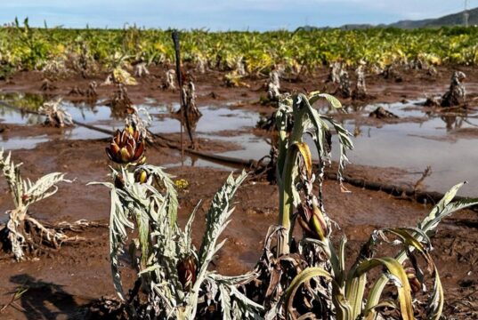 Maltempo Sardegna, gennaio da record: è stato il più piovoso degli ultimi 61 anni