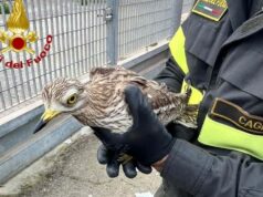 Monserrato, occhione incastrato in una rete: salvato dai Vigili del fuoco