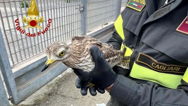 volatile salvato (1)