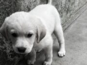 Animale ucciso a Cagliari con un escavatore, si muove anche l’Oipa