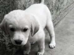 Cagliari, animale ucciso con un escavatore: indignazione e polemiche