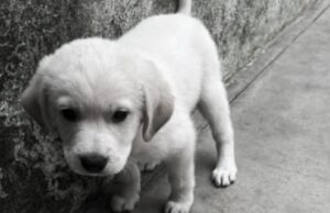 Cagliari, animale ucciso con un escavatore: indignazione e polemiche