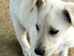 Cagliari, cucciolo ucciso: l’Aidaa denuncia e mette una taglia