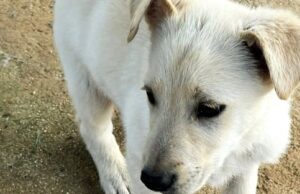 Cagliari, cucciolo ucciso: l’Aidaa denuncia e mette una taglia