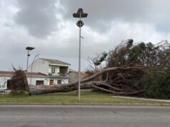 Santa Giusta, grosso pino abbattuto dal vento nella piazza della Basilica