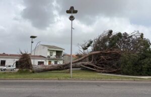 Santa Giusta, grosso pino abbattuto dal vento nella piazza della Basilica