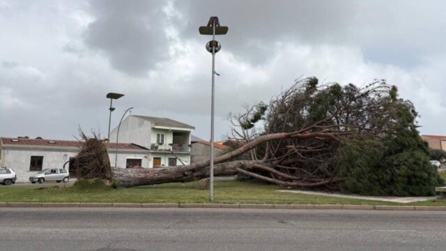 pino-abbattuto-santa-giusta