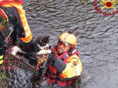 Oristano, i Vigili del fuoco salvano un gatto intrappolato in uno scantinato allagato