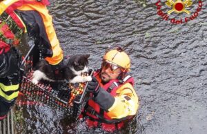 Oristano, i Vigili del fuoco salvano un gatto intrappolato in uno scantinato allagato