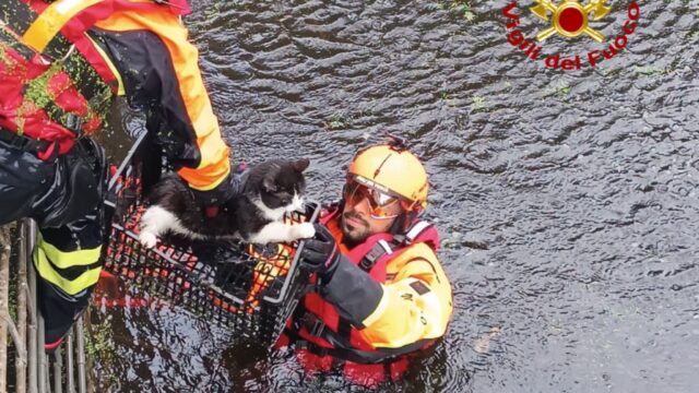 gatto-salvato-oristano