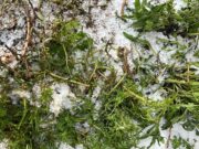 Maltempo in Sardegna, vigneti sotto assedio: cresce l’allarme tra gli agricoltori