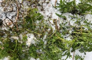 Maltempo in Sardegna, vigneti sotto assedio: cresce l’allarme tra gli agricoltori