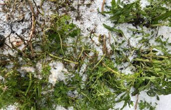 Maltempo in Sardegna, vigneti sotto assedio: cresce l’allarme tra gli agricoltori