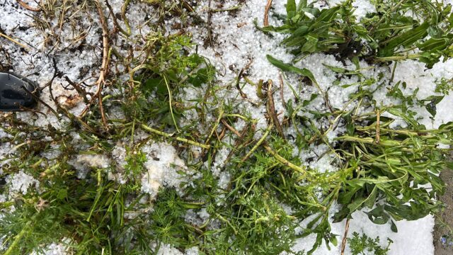 Danni maltempo Sud Sardegna_grandinata 1