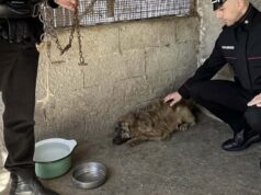 Ossi, i Carabinieri salvano Fiamma: incatenato senza cibo né acqua