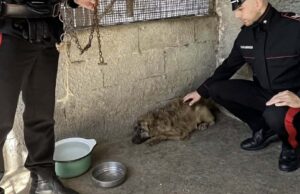 Ossi, i Carabinieri salvano Fiamma: incatenato senza cibo né acqua