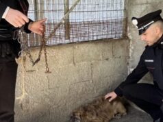 Ossi, maltrattamenti su un cane: rabbia e denuncia degli animalisti verso il proprietario
