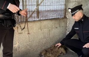 Ossi, maltrattamenti su un cane: rabbia e denuncia degli animalisti verso il proprietario