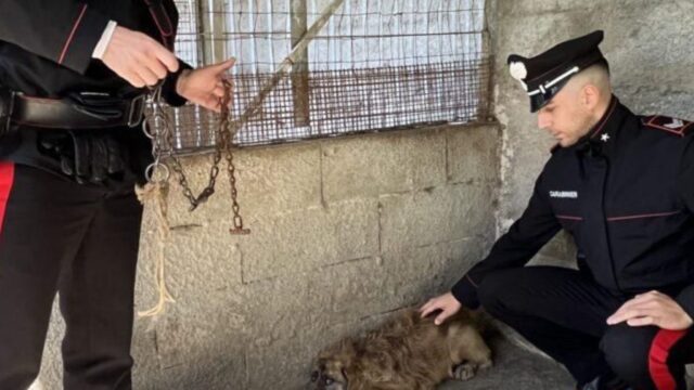 ossi-cane-maltrattato