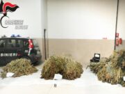 Ittiri, oltre 1000 piante di canapa non sativa: un allevatore finisce in carcere