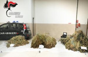 Ittiri, oltre 1000 piante di canapa non sativa: un allevatore finisce in carcere