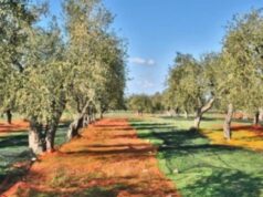 Annata nera per l’olivicoltura sarda: produzione delle olive giù del 43%
