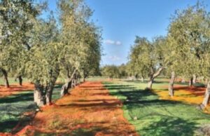 Annata nera per l’olivicoltura sarda: produzione delle olive giù del 43%