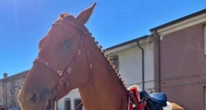 Ghilarza, cavallo scappa sulla Sp 15 e si scontra con un’auto: deceduto l’animale