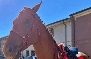 Ghilarza, cavallo scappa sulla Sp 15 e si scontra con un’auto: deceduto l’animale