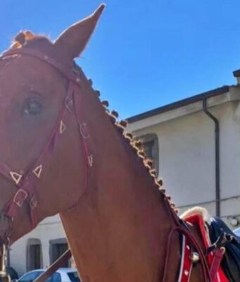 Ghilarza, cavallo scappa sulla Sp 15 e si scontra con un’auto: deceduto l’animale