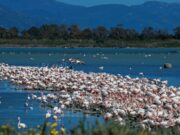 Fenicotteri rosa, tempo di nidificazione: lo spettacolo negli stagni di Cagliari