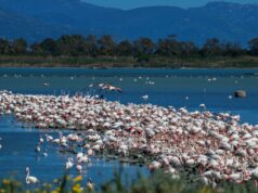 Fenicotteri rosa, tempo di nidificazione: lo spettacolo negli stagni di Cagliari