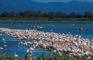 Fenicotteri rosa, tempo di nidificazione: lo spettacolo negli stagni di Cagliari