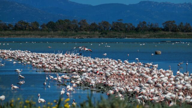 Fenicotteri a Santa Gilla, foto di Dietrich Steinmetz