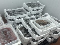 Sant’Antioco, pesce senza tracciabilità: maxi sequestro della Guardia Costiera