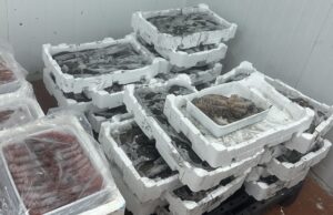 Sant’Antioco, pesce senza tracciabilità: maxi sequestro della Guardia Costiera