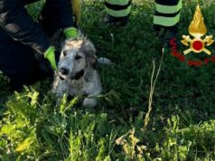 Riola Sardo, rischia di annegare in un canale: cane salvato dai Vigili del fuoco